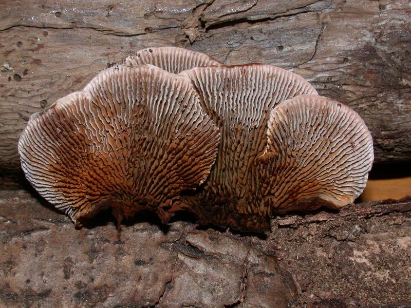 Avete voglia di funghi di oggi....guardate questo post.